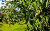 65 yaşlı kişi ağacdan yıxılıb öldü