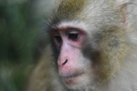 COVİD və hepatit daşıyıcısı meymunlar yoxa çıxdılar— axtarış davam edir