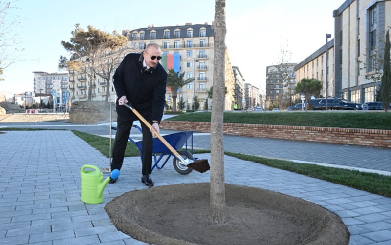 Parkdakı ilk palıdı Prezident əkdi - VİDEO