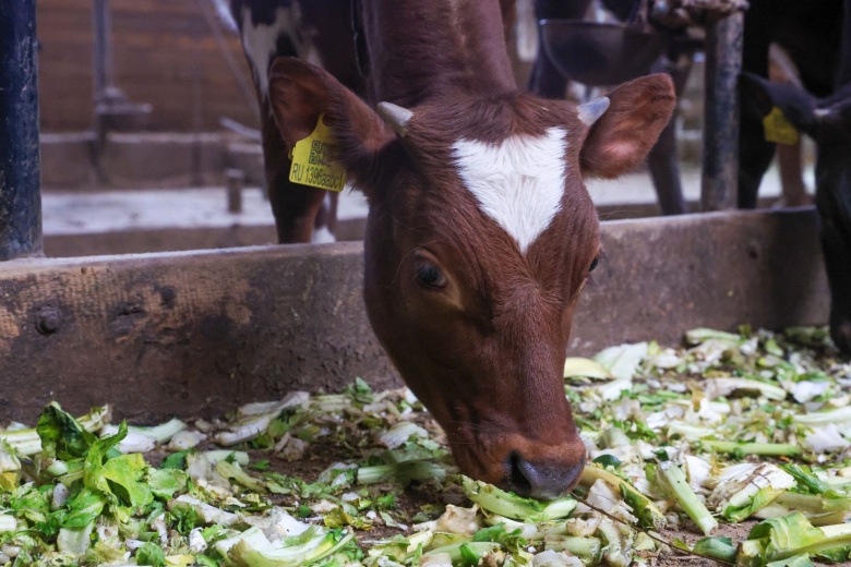 Epidemiya həyəcanı: Fransa ordusu mal-qaranı peyvəndləyir