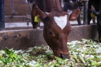 Epidemiya həyəcanı: Fransa ordusu mal-qaranı peyvəndləyir