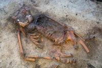 IX əsrin tapmacası: Skandinaviyada görünməmiş dəfn adəti üzə çıxdı