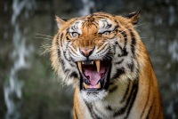 Pələngin parçaladığı fermer türbanı sayəsində tapıldı