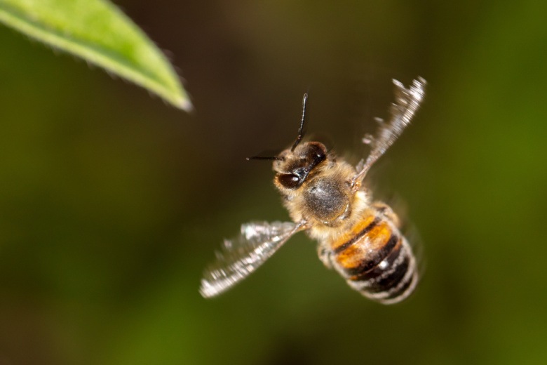 Arı 100-dən çox sərnişinin uçuşunu dayandırdı