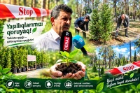 Abşeronda 749 ağac ərazidən götürüldü, əvəzində 2 minə yaxın ağac əkilir-FOTO/VİDEO